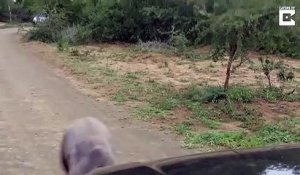 Ce bébé rhinocéros trop mignon chasse les voitures