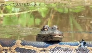 Un crocodile dort sur le dos d'un python