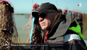 Manche : les moules de la baie du Mont-Saint-Michel sous la menace des oiseaux