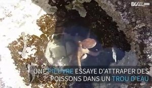 Une pieuvre en pleine pêche dans un trou d'eau