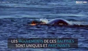 Baleines: séquence émotion