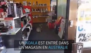 Ce koala entre dans un magasin et se retrouve confus!