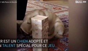 Ce chien est un joueur de Jenga hors pair!