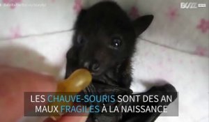 Ce Bebe Chauve Souris Mange Un Fruit Trop Mignon Sur Orange Videos
