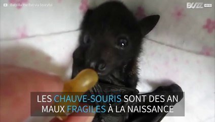 Un Adorable Bebe Chauve Souris Prend Son Biberon Sur Orange Videos