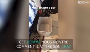 Comment attirer un chat en un éclair