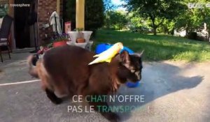 Un oiseau fait du rodéo sur le dos d'un chat