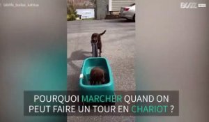 Ces deux labradors s'adorent déjà