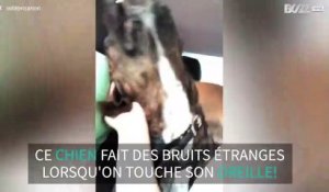 Ce chien a une drôle de façon de réagir aux caresses