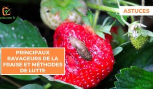 Astuces : Principaux ravageurs de la fraise et méthodes de lutte