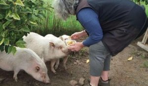 Landes : une femme adopte trois mini-cochons issus des laboratoires et leur offre une nouvelle vie