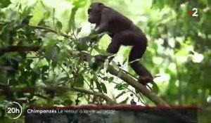 Chimpanzés : "le paradis des singes", au milieu de la forêt camerounaise