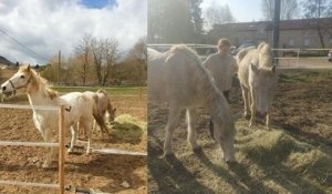 Moselle : les chevaux de Jacqueline, qui ne pouvait plus s'en occuper, ont été adoptés par la propriétaire d'un ranch