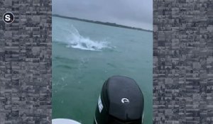 Regardez qui vient mordre à l'hameçon : enorme requin blanc