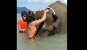 Un éléphant c'est bien mieux qu'un plongeoir