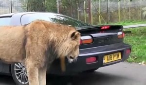 Un énorme lion mange le pare-choc de la voiture... Miam