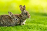 En Nouvelle-Zélande, plus de 12 000 lapins, dindes, opossums et hermines sont morts lors d'une chasse de Pâques