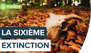 Interview : comprendre la sixième extinction, avec Isabelle Autissier | Futura