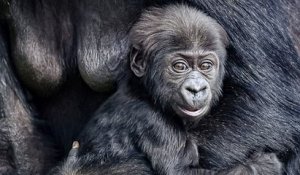 Zoo de Bristol : les photos de ce bébé gorille accroché à sa mère sont adorables