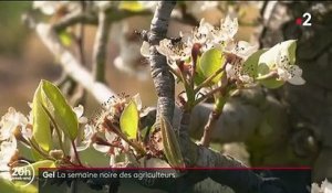 Gel : la détresse des arboriculteurs et des viticulteurs
