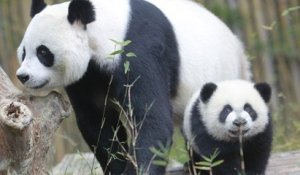 Zoo de Beauval : Huan Huan, la femelle panda, pourrait être maman pour la deuxième fois