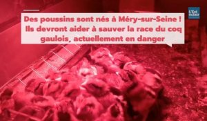 Méry-sur-Seine: les poussins du conservatoire du coq gaulois sont nés