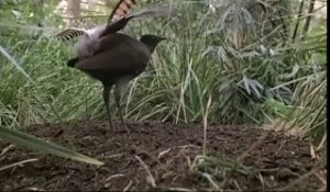 Cet oiseau imite tous les sons qu'il entend : oiseau Lyre