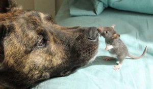 Un chien a développé une amitié extraordinaire avec un...rat !