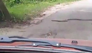Il croise un énorme cobra au milieu de la route