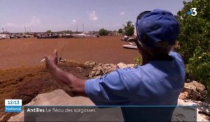Antilles : les sargasses envahissent les côtes en Martinique et en Guadeloupe