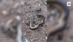 Une fourmi géante s'en prend à un serpent