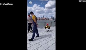 Il promène son chien... robot
