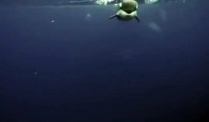 Cette orque offre un poisson à un plongeur