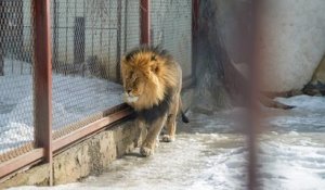 L'Afrique du Sud met fin à l'élevage des lions en captivité