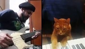 Les chats ont inventé le Jazz... on en a la preuve