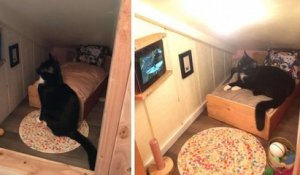 Un homme transforme l'espace derrière un mur de sa maison en chambre miniature pour son chat
