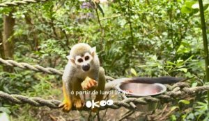 Okoo- Une saison au zoo- Bande Annonce