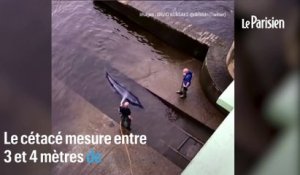 Angleterre : un baleineau retrouvé bloqué dans laTamise