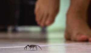 Voilà pourquoi il ne faut jamais tuer une araignée dans sa maison