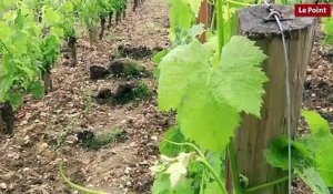 Cheval Blanc :  la parcellisation des vignes