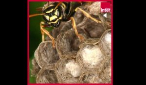 Que faire contre les nids de guêpes ? La chronique environnement