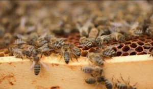 Sciences - L'abeille du passé et de l'avenir