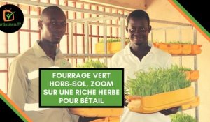 Burkina Faso : Fourrage vert hors-sol, zoom sur une riche herbe pour bétail