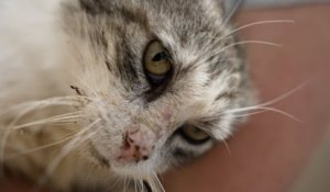 «On ne les jette pas pour les vacances» : la SPA alerte sur la hausse des abandons de chats
