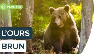 Ces choses que vous ignorez sur l'ours brun | Futura