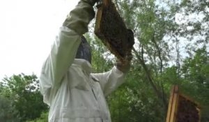 Reportage - Quand les abeilles respirent mieux