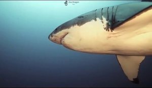 Ce grand requin blanc est couvert de cicatrices