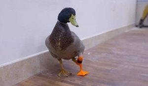 Un canard handicapé marche de nouveau grâce à une prothèse en 3D