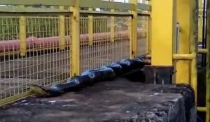 Un anaconda de 8m découvert par des ouvriers brésiliens