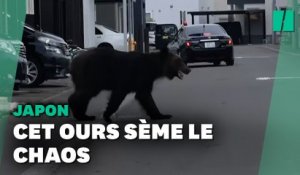 Au Japon, un ours blesse 4 personnes dans la ville de Sapporo